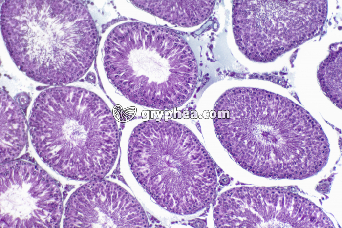 Testicule de Rat avec cellules intesticielles x40 - gryphea.com